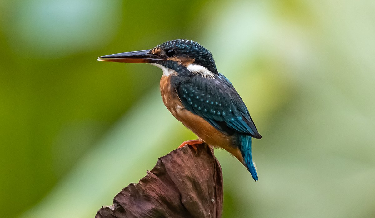 How to Record Wildlife Sightings for Local Groups