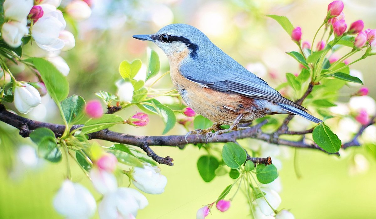 Telling Apart Common Garden Tits by Sight
